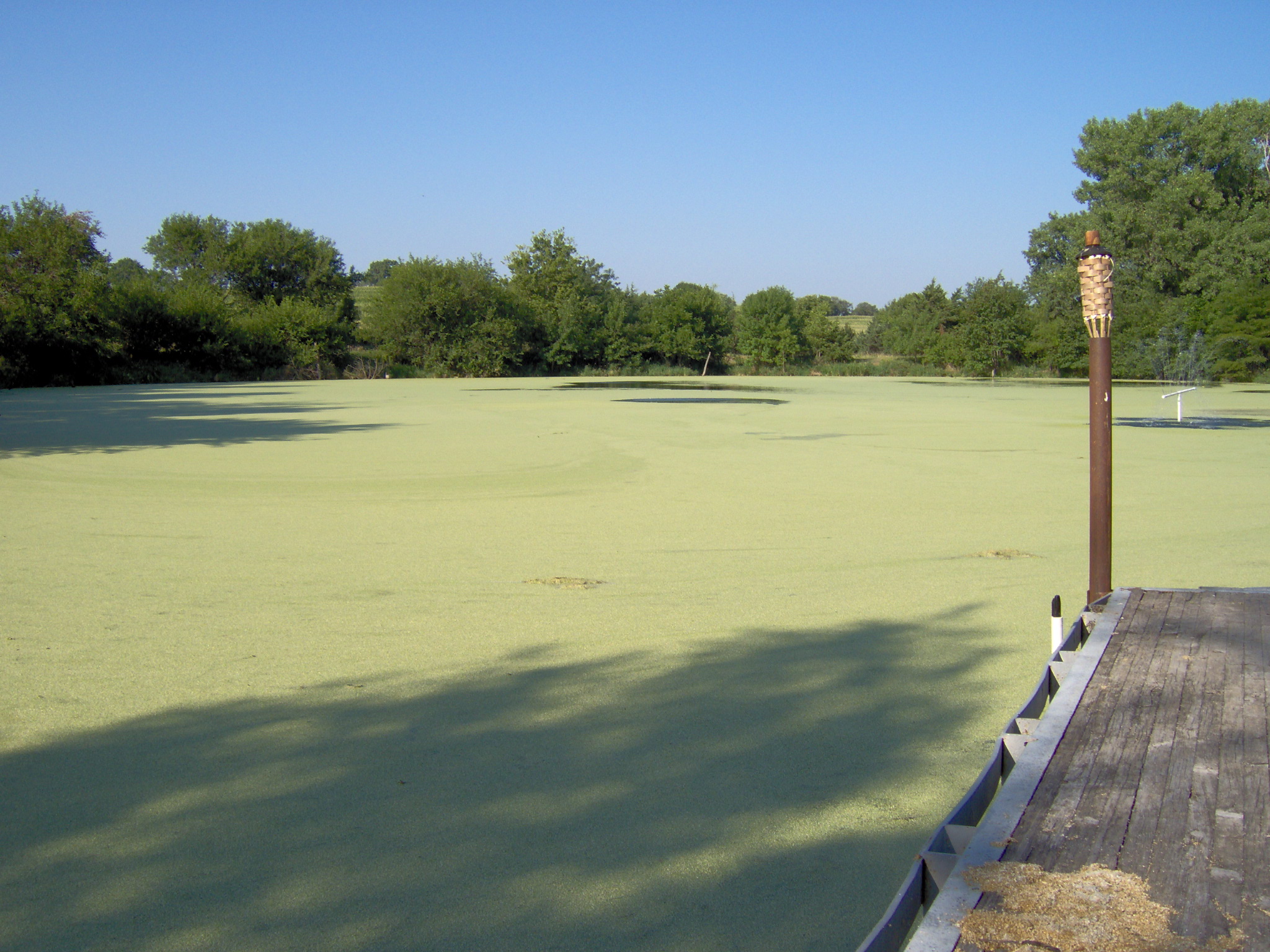 Attached picture Duckweed pond (2).JPG